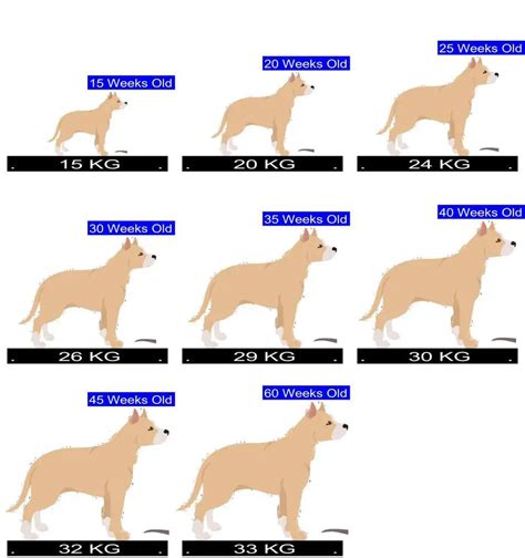 american staffordshire terrier gewicht